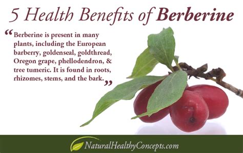 is berberine good for appetite